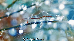 Hydroid shrimp by Ralph Turre 